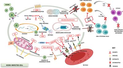 Immune Landscape of CMV Infection in Cancer Patients: From “Canonical” Diseases Toward Virus-Elicited Oncomodulation